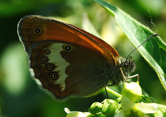 očkáň medničkový Coenonympha arcania