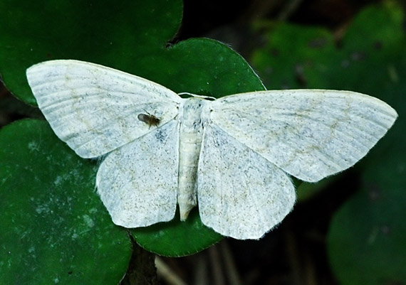 piadica marinková Scopula floslactata