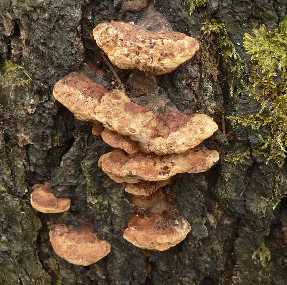 trámovka anízová Gloeophyllum odoratum (Wulfen) Imazeki