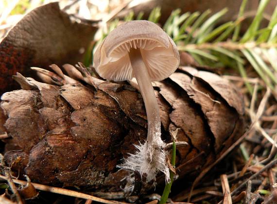 prilbička šišková Mycena strobilicola J. Favre & Kühner