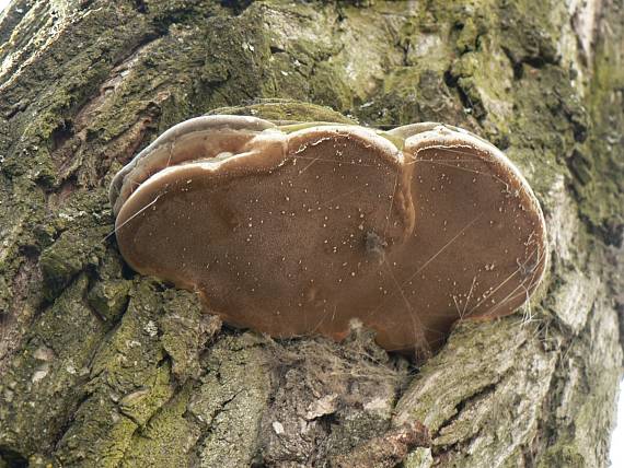 ohňovec obyčajný Phellinus igniarius (L.) Quél.