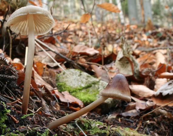 prilbička Mycena sp.