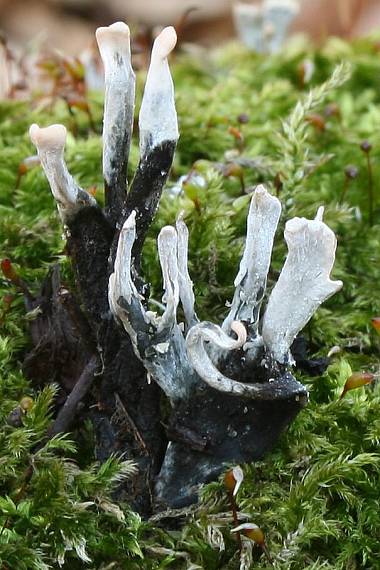 drevnatec parohatý Xylaria hypoxylon (L.) Grev.