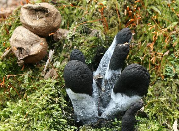 drevnatec kyjakovitý Xylaria polymorpha (Pers.) Grev.