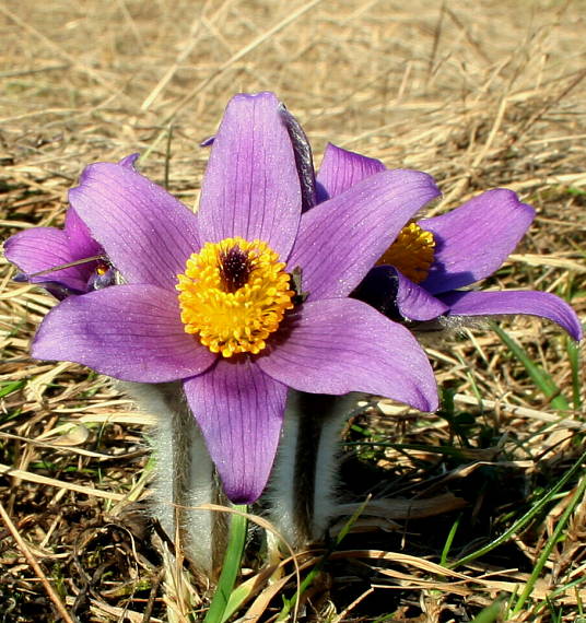 poniklec Pulsatilla sp.