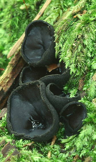 misôčka černastá Pseudoplectania nigrella (Pers.) Fuckel