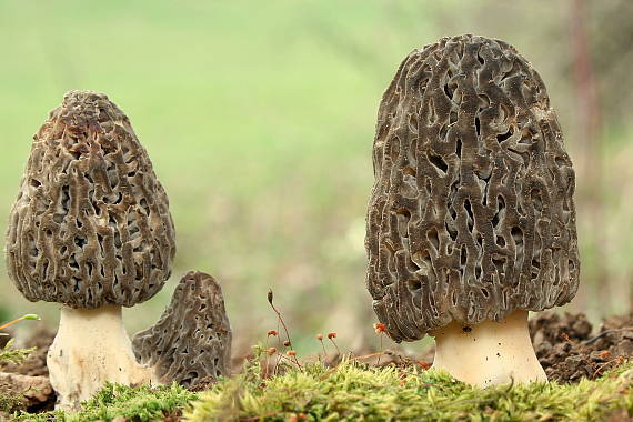 smrčok kužeľovitý Morchella conica Pers.