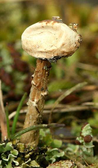 stopkovec zimný Tulostoma brumale Pers.