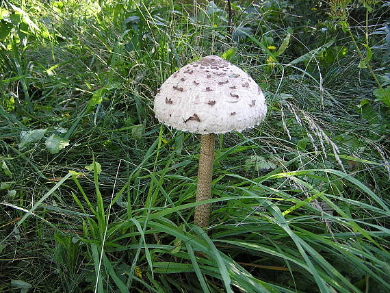 bedľa vysoká Macrolepiota procera (Scop.) Singer