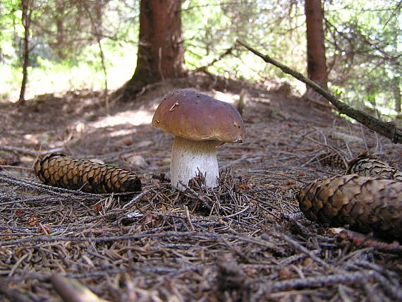 hríb smrekový Boletus edulis Bull.