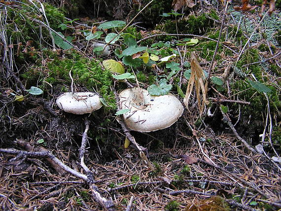 rýdziky Lactarius sp.