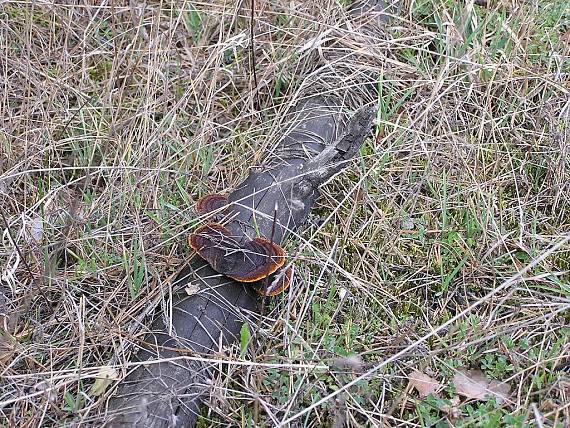 trámovka plotová Gloeophyllum sepiarium (Wulfen) P. Karst.