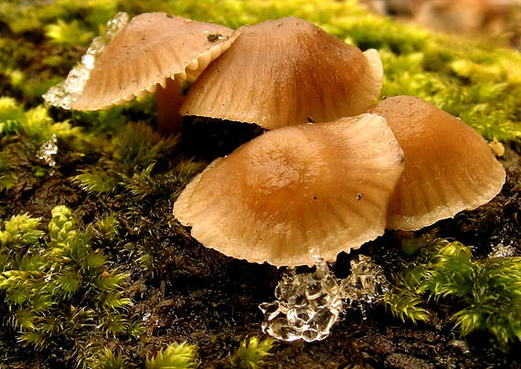 prilbička Mycena sp.