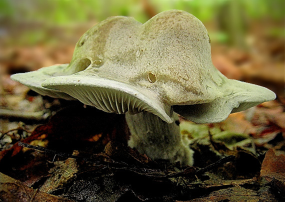 strmuľka anízová Clitocybe odora (Bull.) P. Kumm.