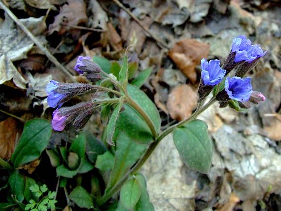 pľúcnik lekársky Pulmonaria officinalis L.