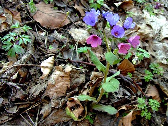 pľúcnik lekársky Pulmonaria officinalis L.