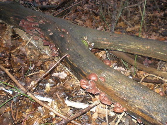 uchovec bazový Auricularia auricula-judae (Bull.) Quél.