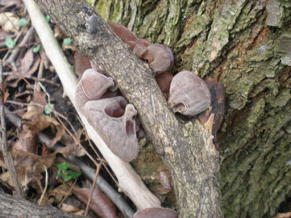 uchovec bazový Auricularia auricula-judae (Bull.) Quél.