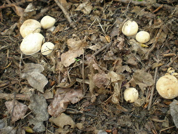 čírovnica májová Calocybe gambosa (Fr.) Donk