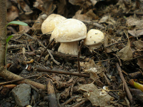 čírovnica májová Calocybe gambosa (Fr.) Donk