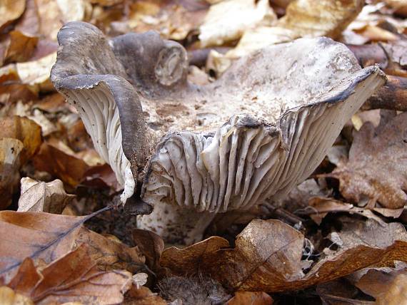 šťavnačka marcová Hygrophorus marzuolus (Fr.) Bres.