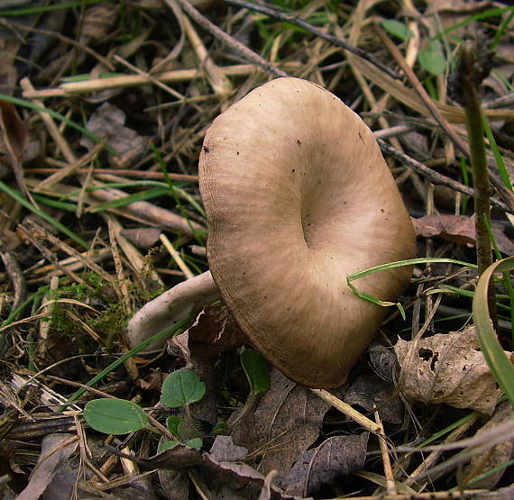 strmulica čiašková Pseudoclitocybe cyathiformis (Bull.) Singer