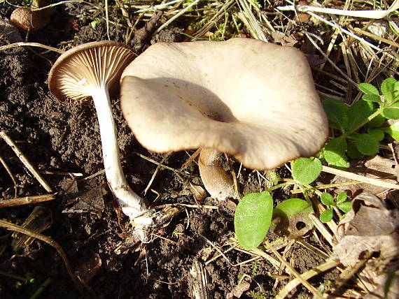 strmulica čiašková Pseudoclitocybe cyathiformis (Bull.) Singer