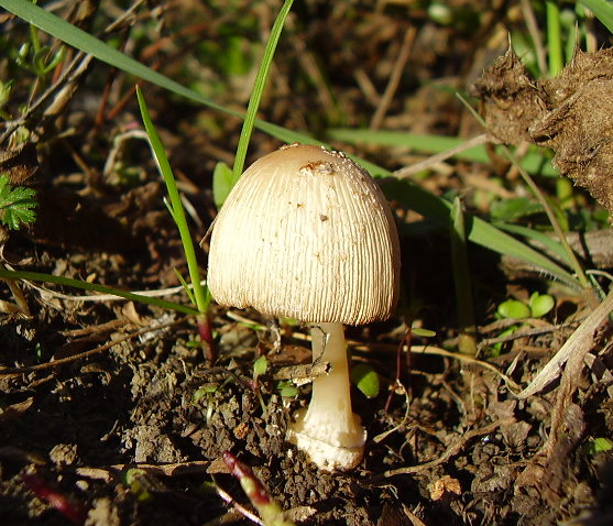 hnojník Coprinus sp.