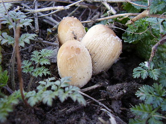 hnojník Coprinus sp.