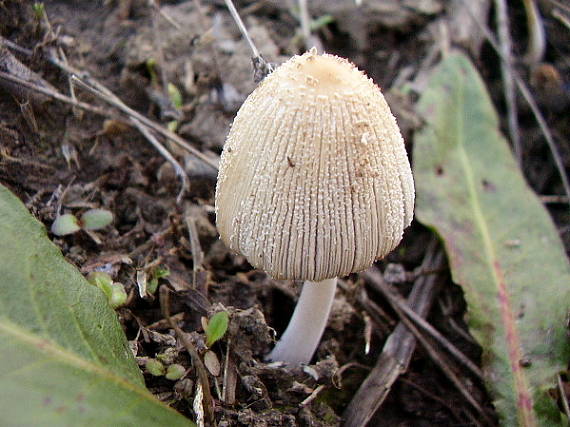 hnojník. Coprinus sp.