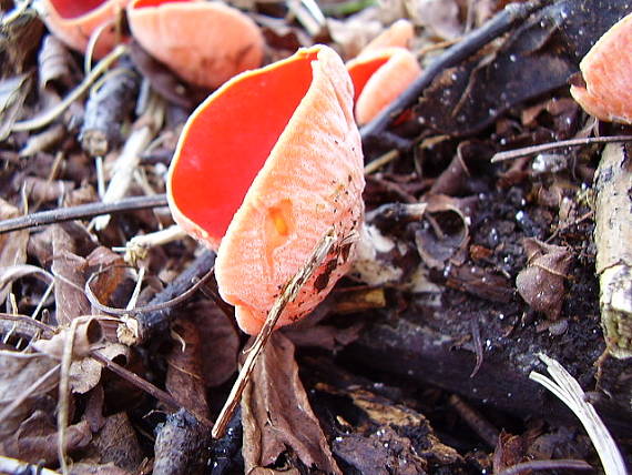 ohnivec šarlátový Sarcoscypha coccinea (Gray) Boud.