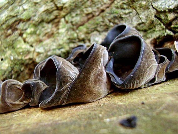 uchovec bazový Auricularia auricula-judae (Bull.) Quél.