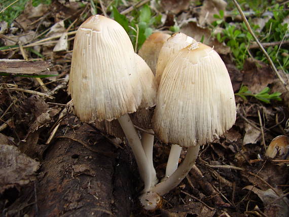 hnojník Coprinus sp.