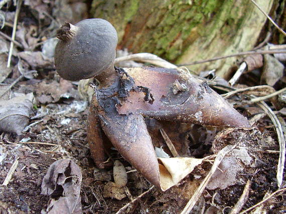 hviezdovka klenbová Geastrum fornicatum (Huds.) Hook.