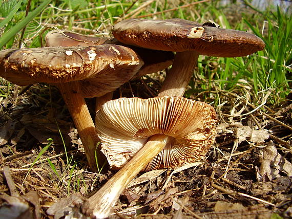 štítovka Pluteus sp.