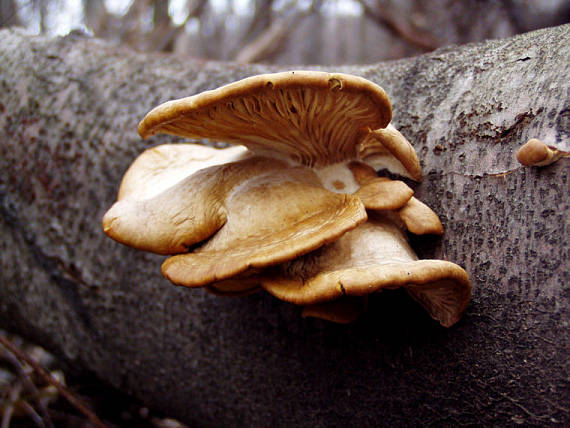 hliva ustricovitá Pleurotus ostreatus (Jacq.) P. Kumm.