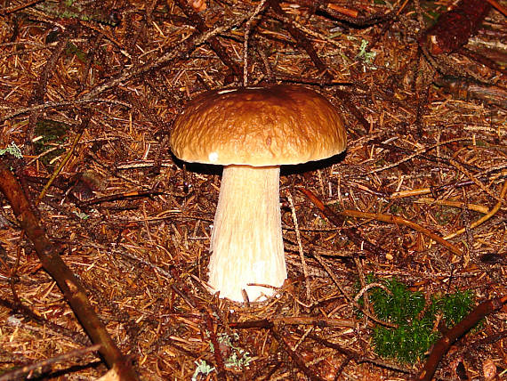 hríb Boletus sp.