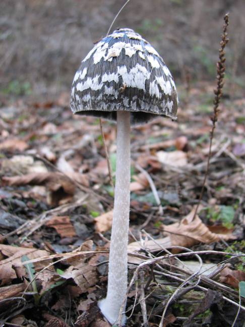 hnojník strakatý Coprinopsis picacea (Bull.) Redhead, Vilgalys & Moncalvo