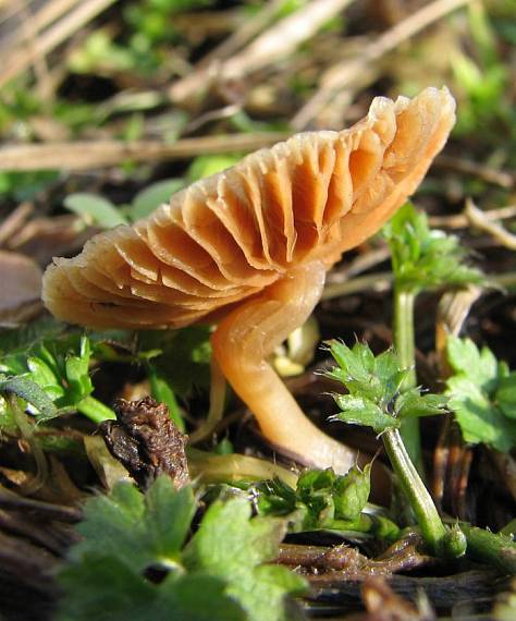 tanečnica poľná Marasmius oreades (Bolton) Fr.