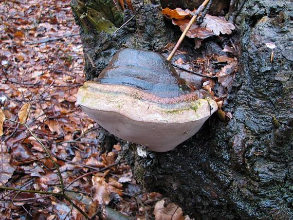 práchnovec kopytovitý Fomes fomentarius (L.) J.J. Kickx