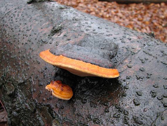 práchnovček pásikavý Fomitopsis pinicola (Sw.) P. Karst.