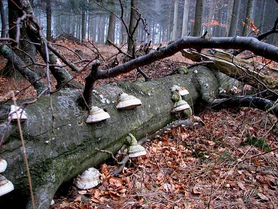 práchnovec kopytovitý Fomes fomentarius (L.) J.J. Kickx