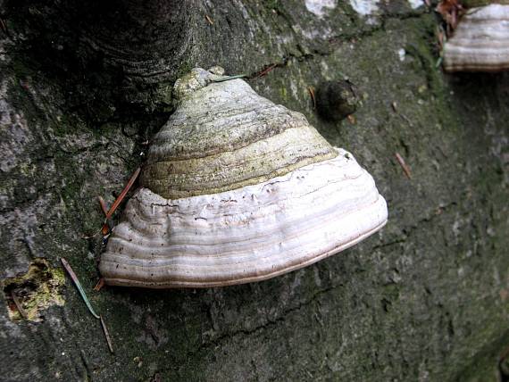 práchnovec kopytovitý Fomes fomentarius (L.) J.J. Kickx