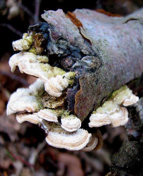 trúdnikovec chlpatý Trametes hirsuta (Wulfen) Lloyd