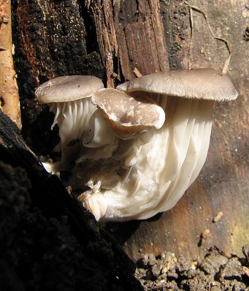 hliva ustricová pleurotus ostreatus (Jacq.) P. Kumm.