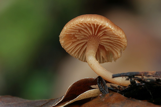 smeťovka zimná Tubaria furfuracea (Pers.) Gillet