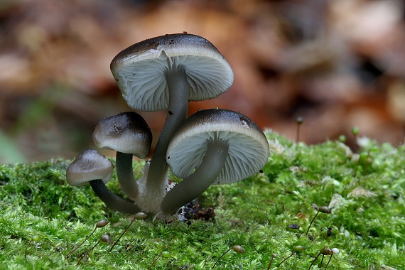 prilbička hnedosivá Mycena tintinnabulum (Paulet) Quél.