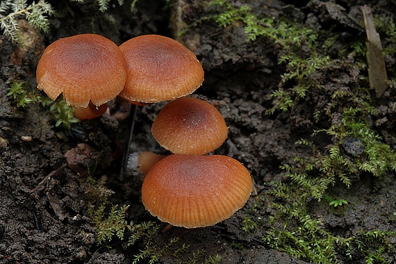 smeťovka Tubaria sp.