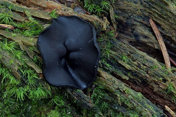 misôčka  Pseudoplectania sp.