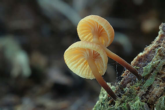 tanečnička zvončekovitá Xeromphalina campanella (Batsch) Maire